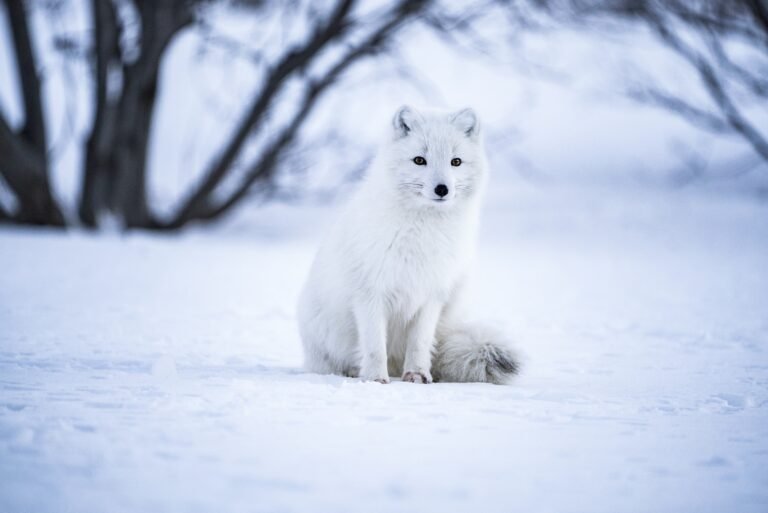 what is the Arctic fox? let’s know about it