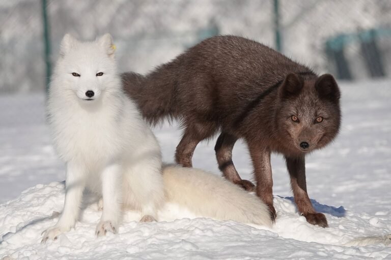 Arctic Fox Facts and Information Guide