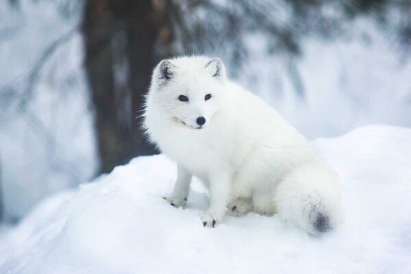 Arctic Fox