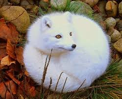 The Arctic Fox: Adjustations Habitat and Conservation