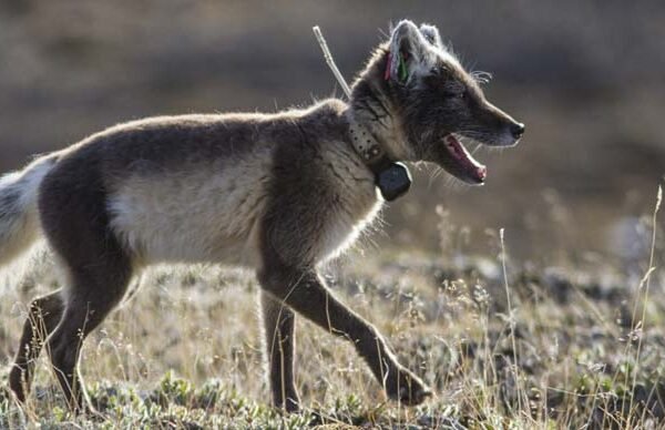 he Arctic Fox: Nature's Adjustable Survivor