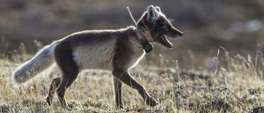 he Arctic Fox: Nature's Adjustable Survivor