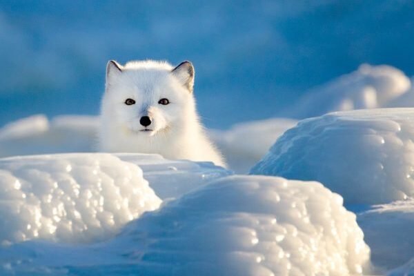 The Arctic Fox: A Master of Survival in the Frozen North