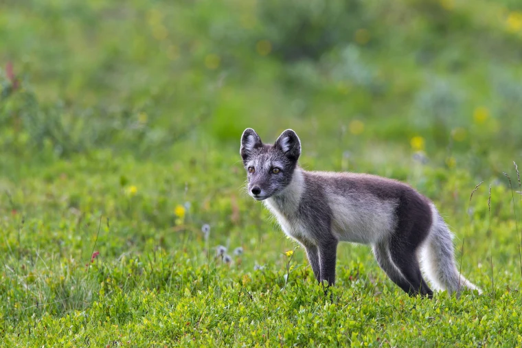 The Arctic Fox: Nature's Winter Survivor