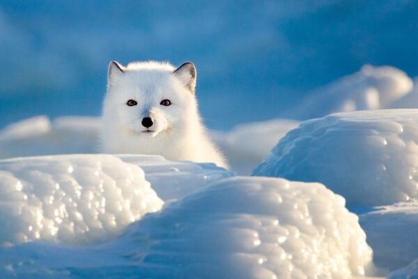 The Arctic Fox: Fascinating Facts About Nature's Winter Warrior